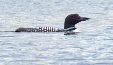 Vermont’s adult loon population is at an all-time high, but fewer chicks are surviving