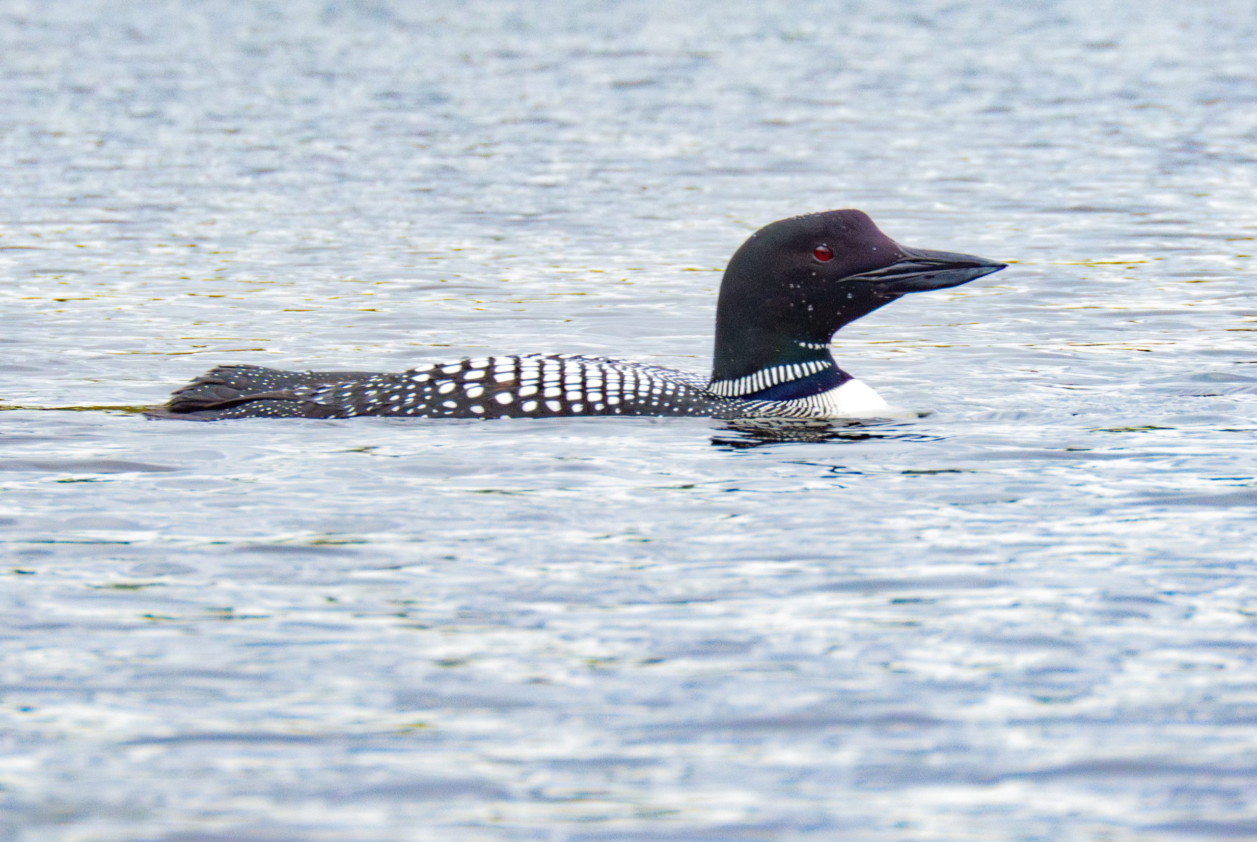 A common loon with black and white plumage swims on a calm body of water.