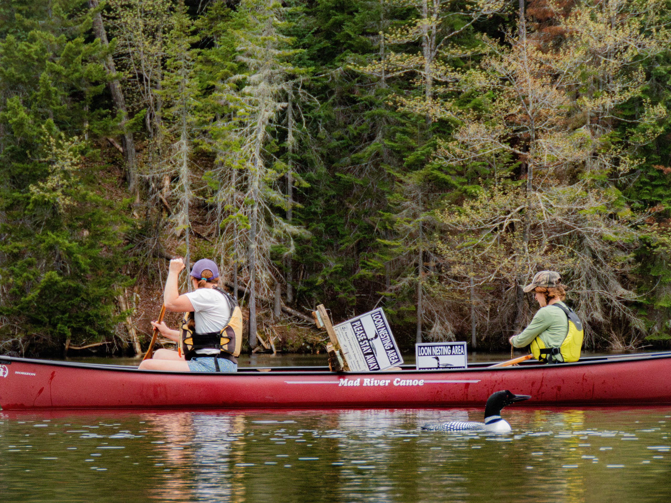Two people paddle a red canoe labeled "Mad River Canoe" on a forested lake, passing a floating loon and a "No Swimming Area" sign in the water.