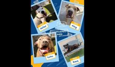 animal shelter foster homes renovation Tempe...