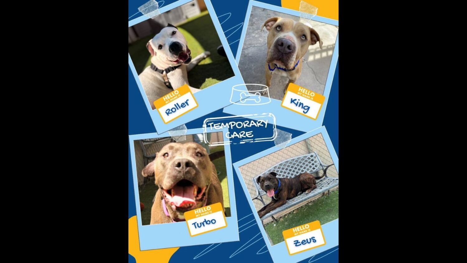 animal shelter foster homes renovation Tempe...
