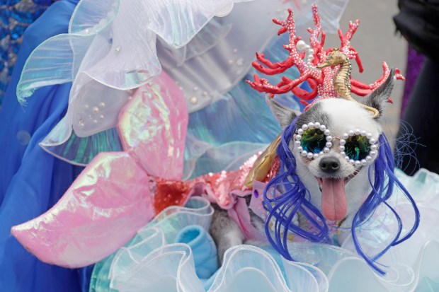 Paradegoers dressed in all types of aquatic themed costumes, march and perform in the 43rd Annual Coney Island Mermaid Parade in Brooklyn New York on June 21, 2025. (Photo by Andrew Schwartz)