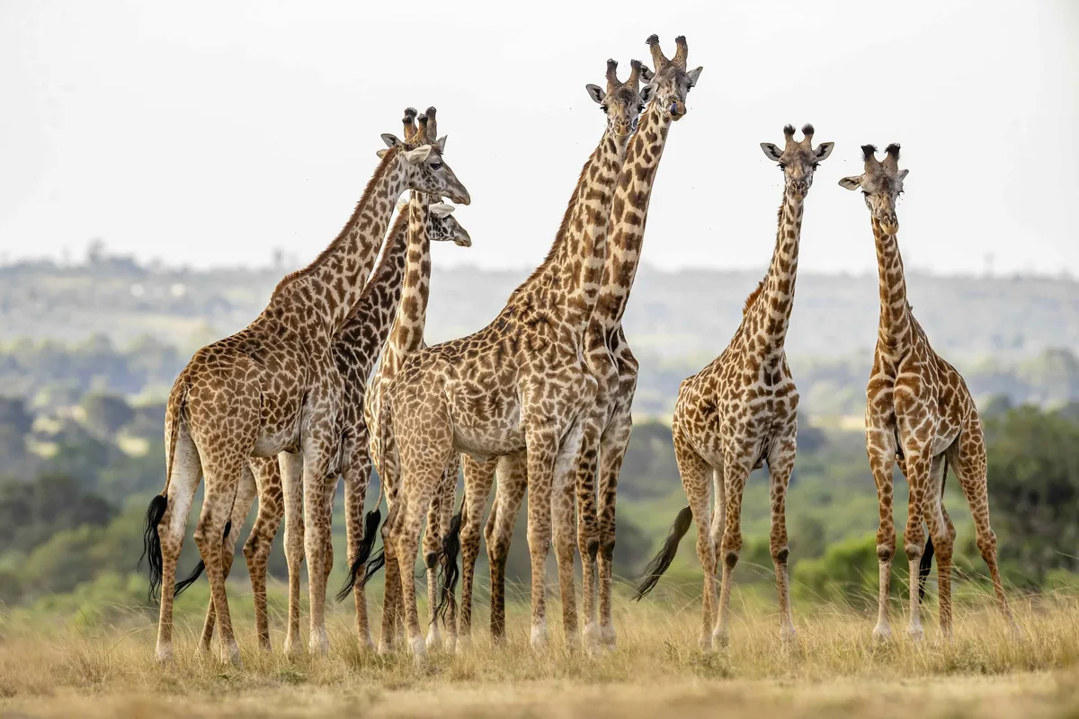 Masai giraffe in Tanzania