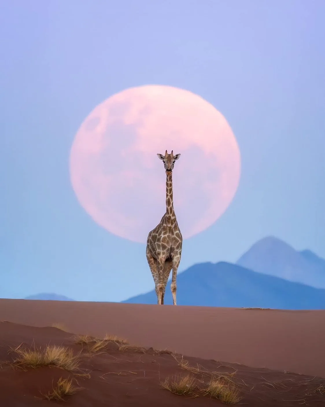 Moon giraffe