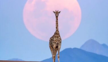 "Fantastic news": giraffes are making a comeback – new report reveals which species are on the rise