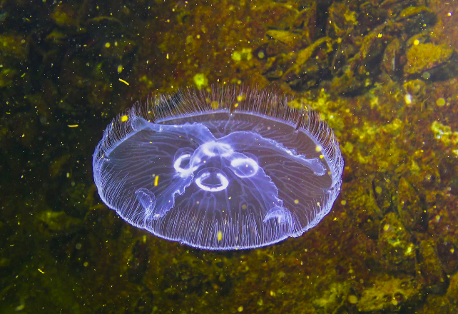 A transparent, round sea creature