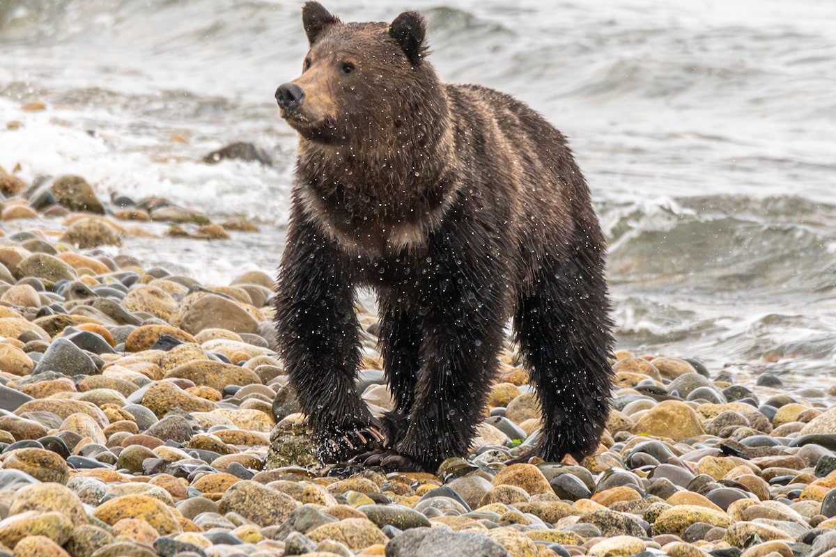 B.C. First Nations offer haven for Texada grizzly, but officials say relocation not an option