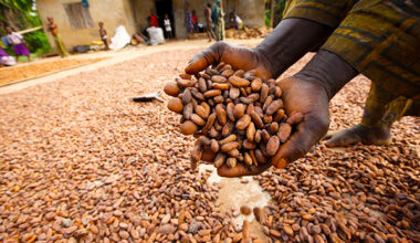 Nigeria-Cocoa