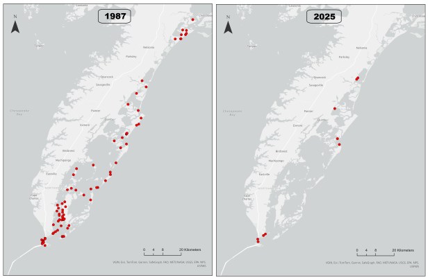 Map of osprey pairs along the seaside of the Eastern Shore for the 1987 and 2025 benchmark surveys. Pairs have declined nearly 90% during the 38-year period. (Map courtesy of Brian Watts, director for the Center for Conservation Biology)