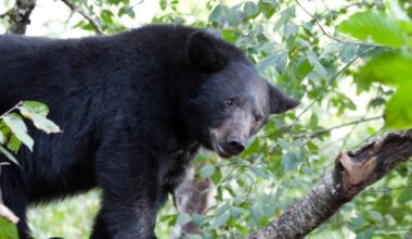 Black bear spotted in Clark County; What do the black bear sightings in Ohio mean?