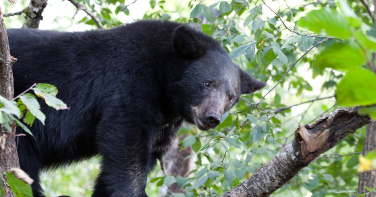 Black bear spotted in Clark County; What do the black bear sightings in Ohio mean?