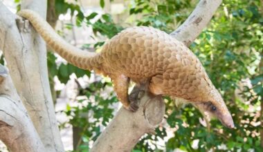 FWS Recommends Endangered Species Designation for Pangolin – The Presidential Prayer Team