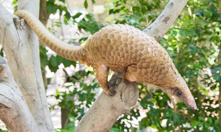 FWS Recommends Endangered Species Designation for Pangolin – The Presidential Prayer Team