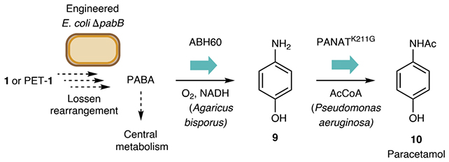 E. coli reaction