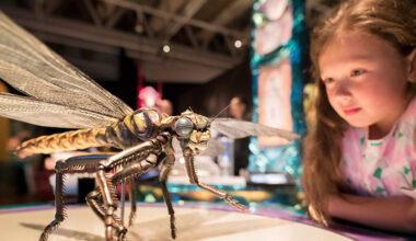 Perot Museum's 'Bug Lab' Spotlights Insect Innovation » Dallas Innovates