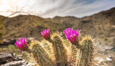 Hottest day in Phoenix on June 30: Arizona extreme heat news...