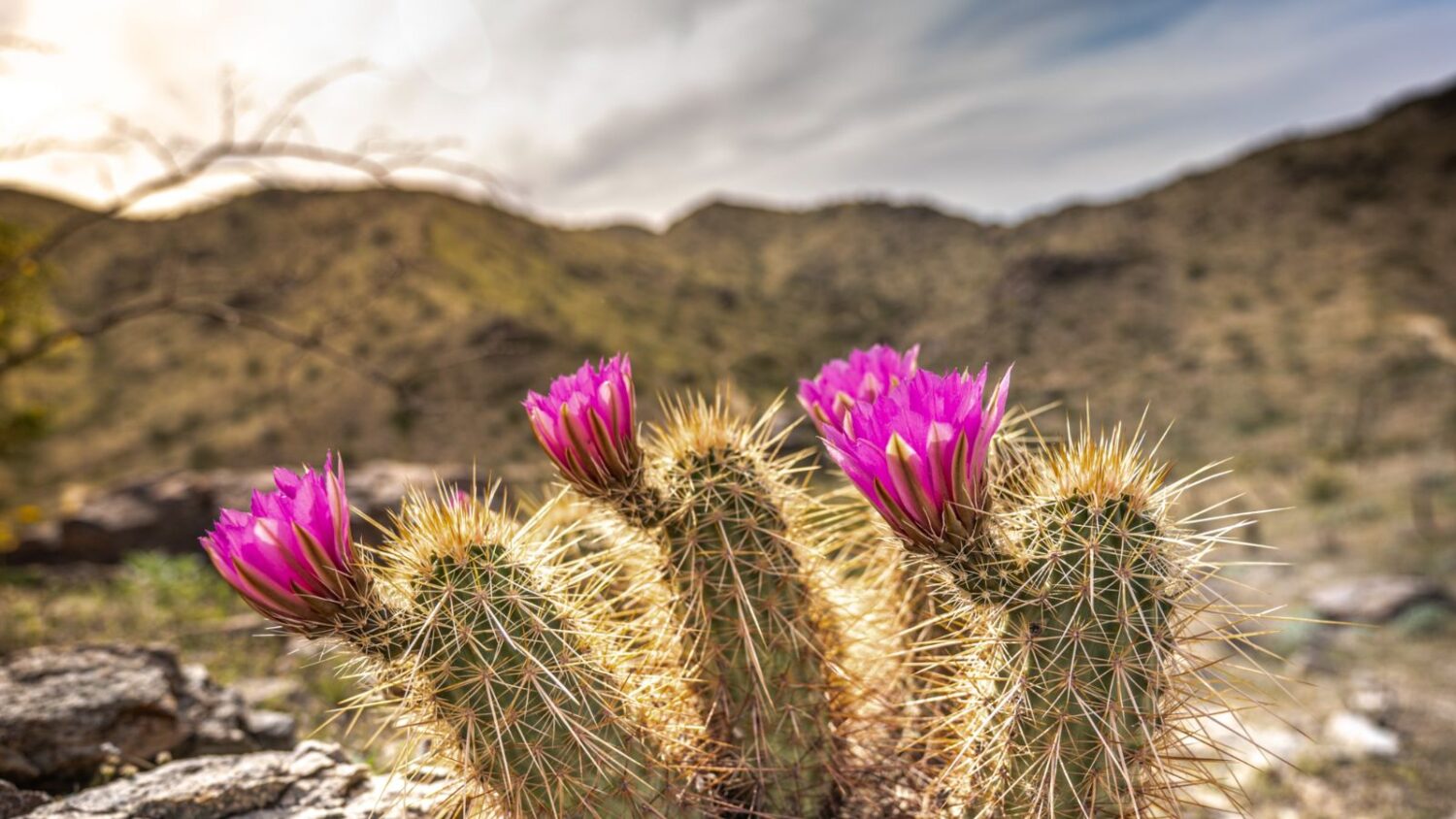 Hottest day in Phoenix on June 30: Arizona extreme heat news...