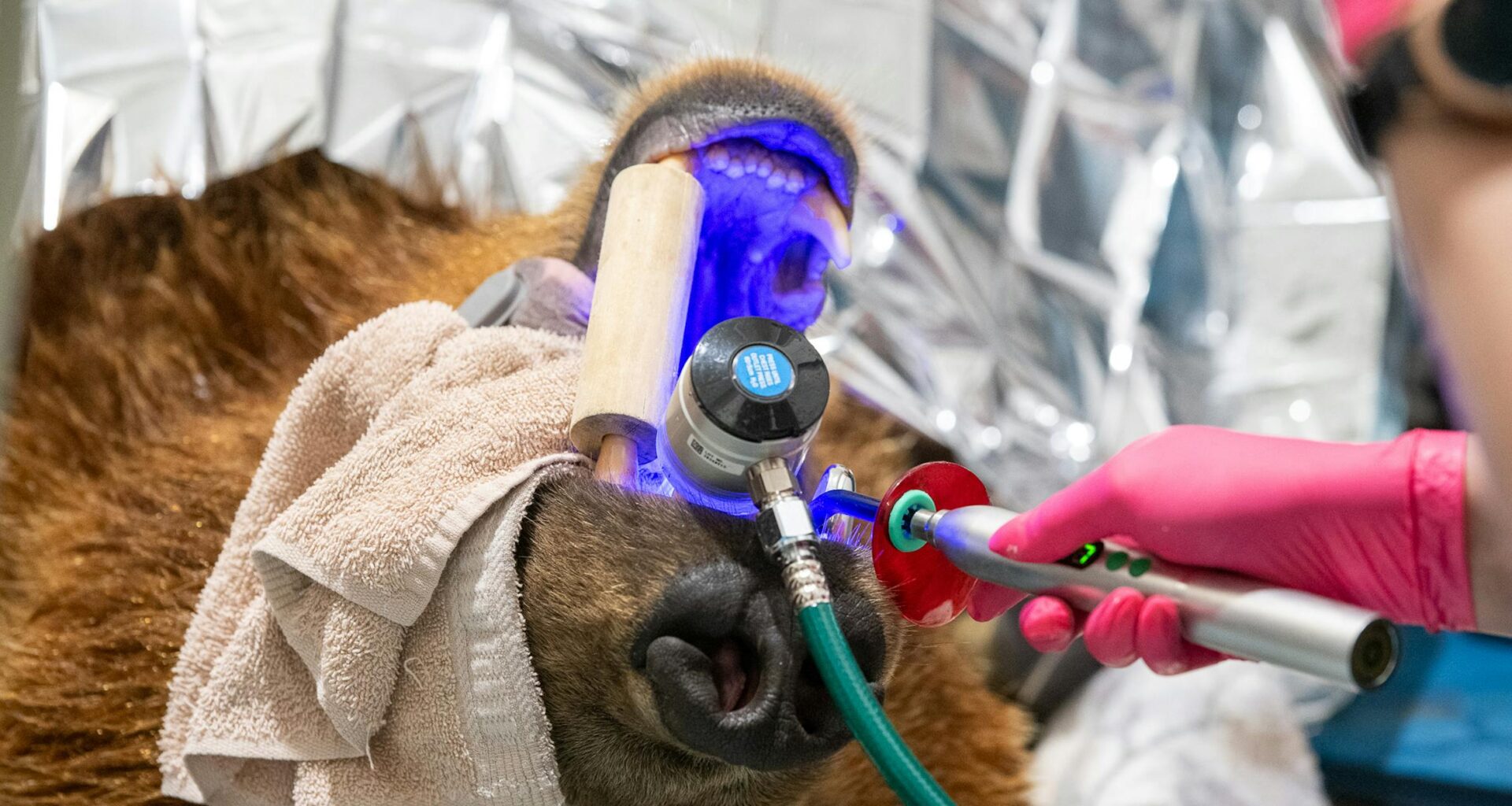 An 800-pound Duluth bear goes to the dentist