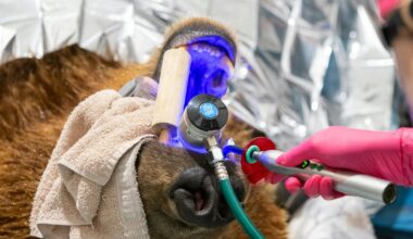 An 800-pound Duluth bear goes to the dentist