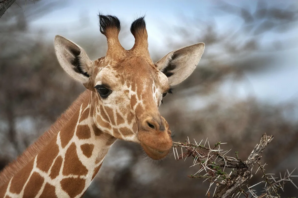 Reticulated giraffe