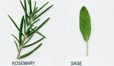 Compound in Rosemary and Sage was Turned into Alzheimer’s Treatment That Boosted Memory and Cut Amayloid
