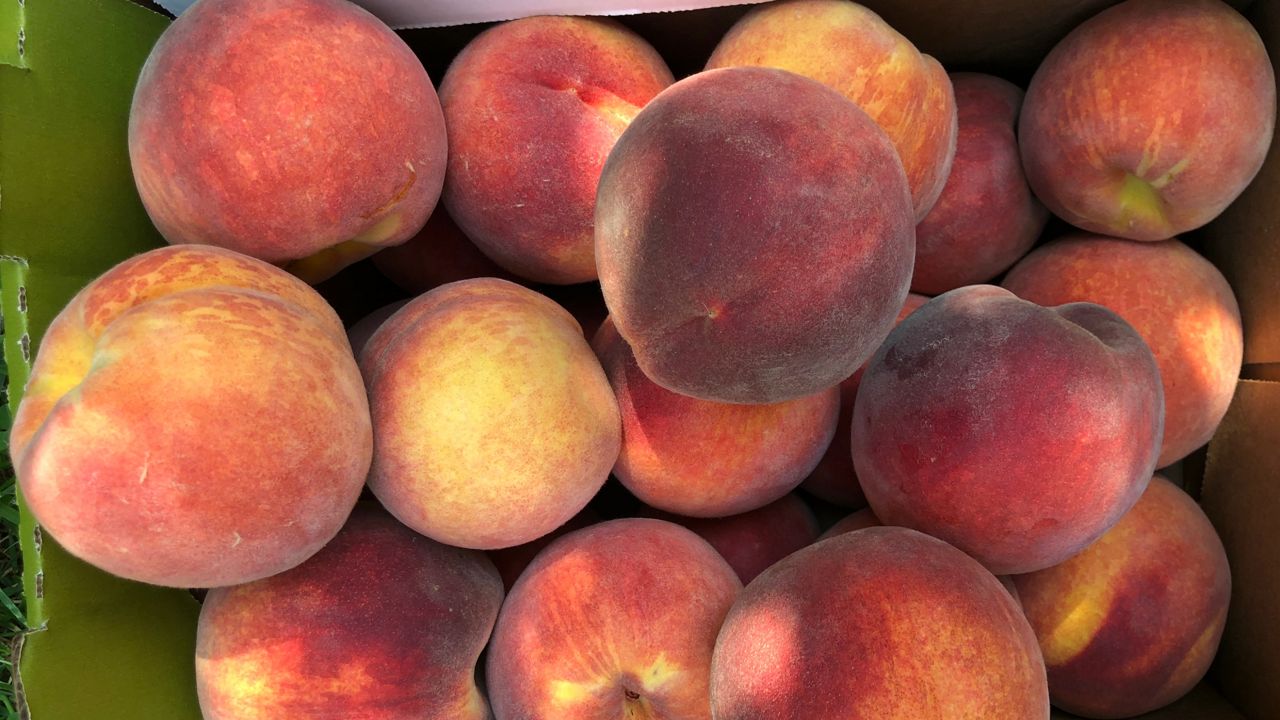 File photo of fresh peaches. (Spectrum News 1)
