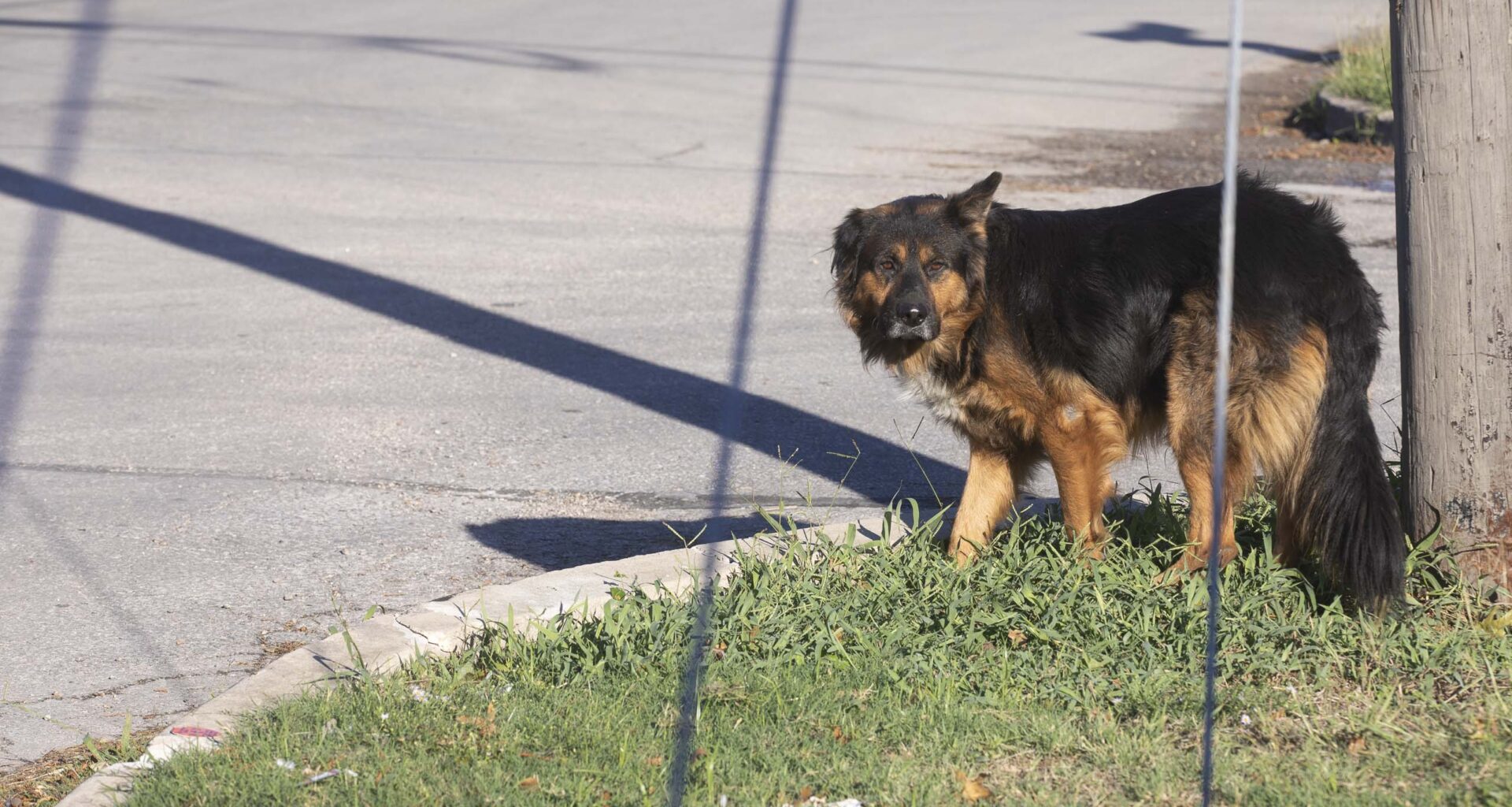 Bexar County shifts approach to stray dogs, animal care