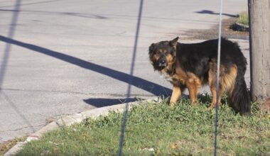Bexar County shifts approach to stray dogs, animal care