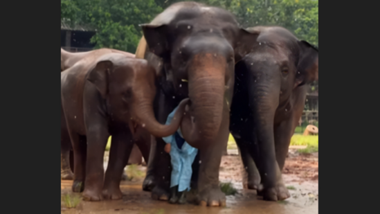 A viral video showed elephants shielding their caretaker from rain.(Instagram/lek_chailert)