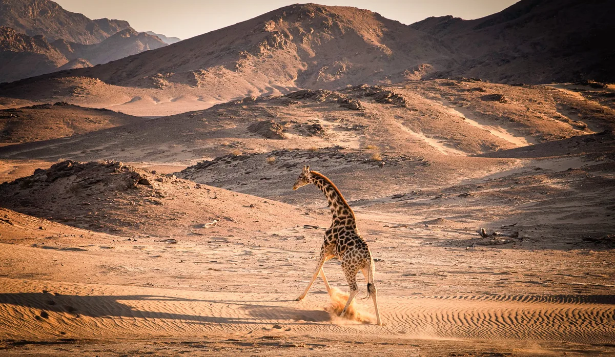 Southern giraffe in Namibia