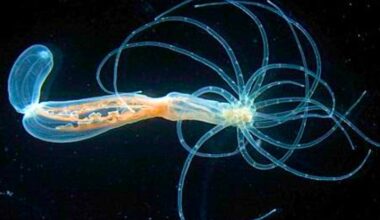 Ancient Blueprint For Human Bodies Discovered in Sea Anemones : ScienceAlert