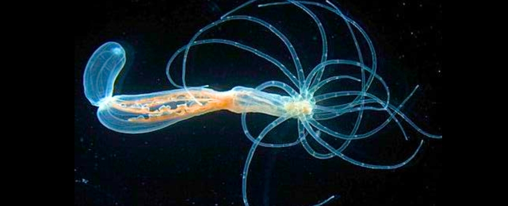 Ancient Blueprint For Human Bodies Discovered in Sea Anemones : ScienceAlert