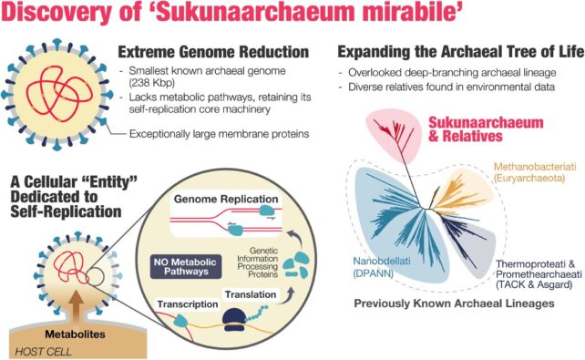 Tiny Microbe Discovered Living as Close as Possible to a Virus