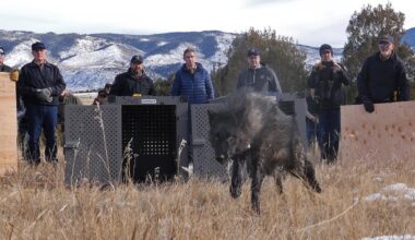 How Boebert delisting bill would affect Colorado wolf reintroduction