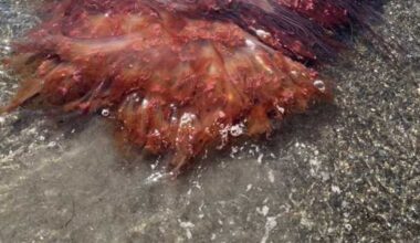 large jellyfish washes ashore in Maine