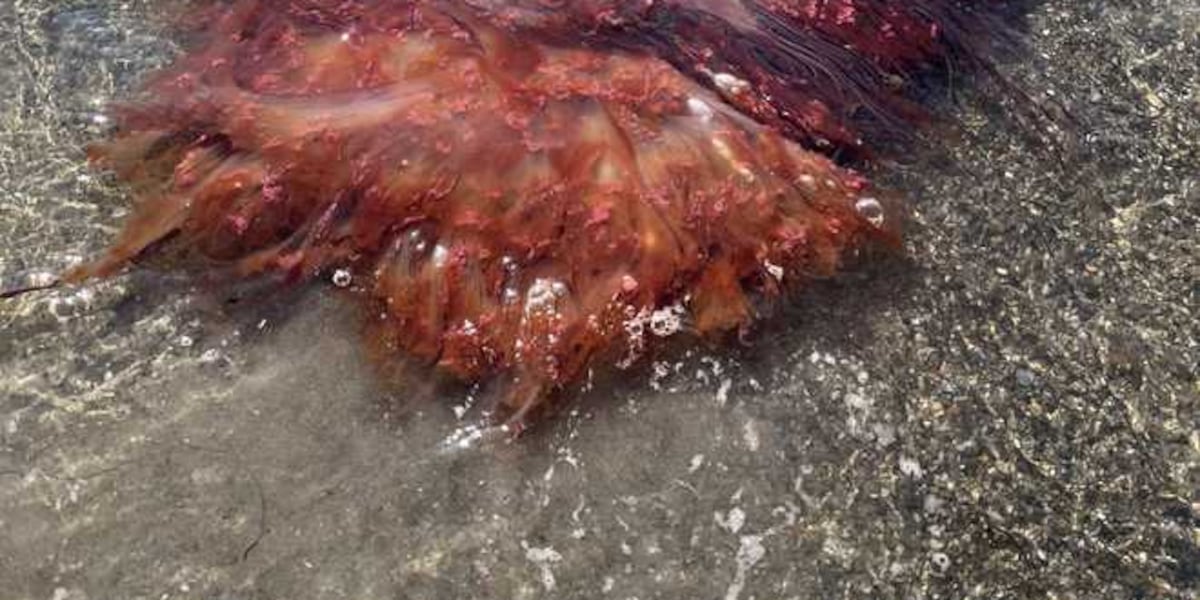 large jellyfish washes ashore in Maine