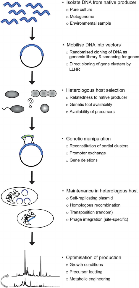 Diagram showing the process of heterologous expression