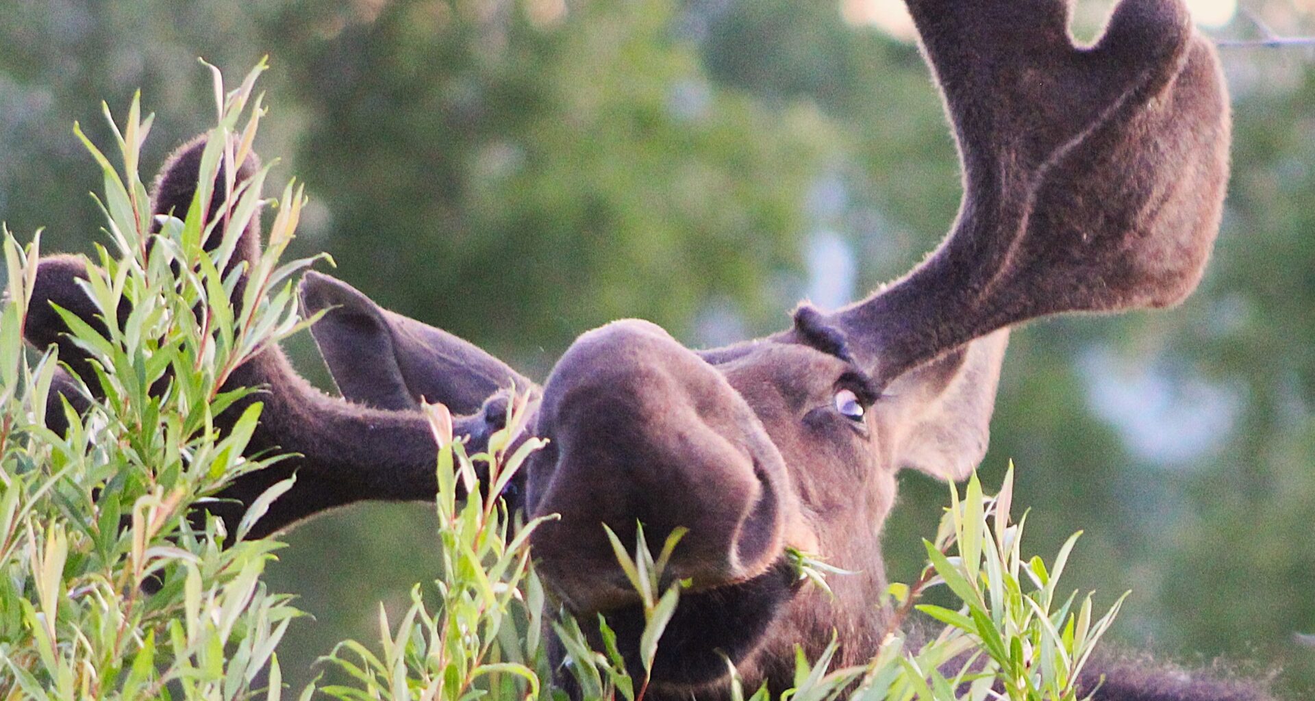 SNAPPED: Reader spots dining moose