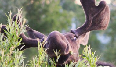 SNAPPED: Reader spots dining moose