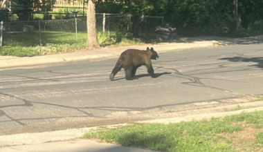 Two bears spotted in El Paso County