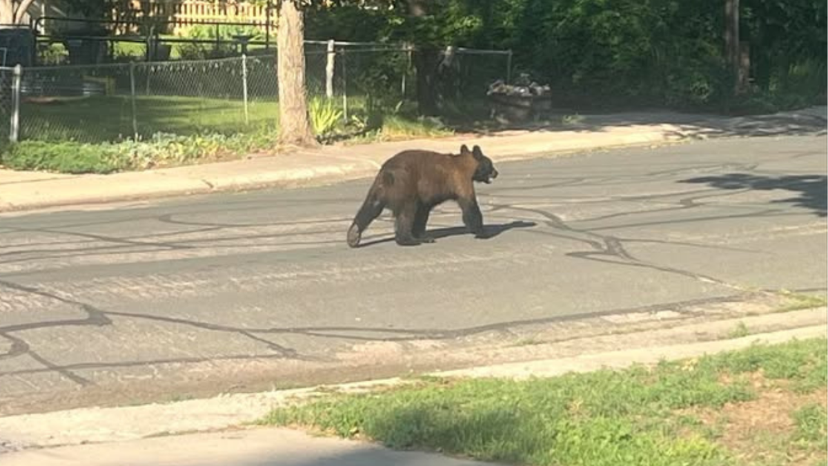 Two bears spotted in El Paso County