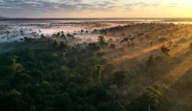 Giant Corporations Protect 15,000 Square Miles of Forests in Partnership With WWF Stewardship Program