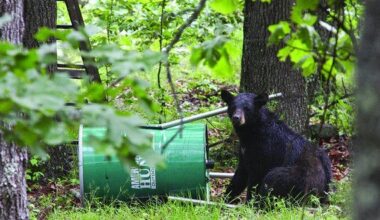 Bear sightings on the rise as yearling males look for new territory