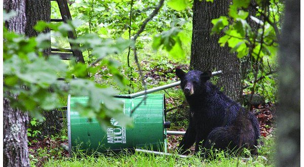 Bear sightings on the rise as yearling males look for new territory