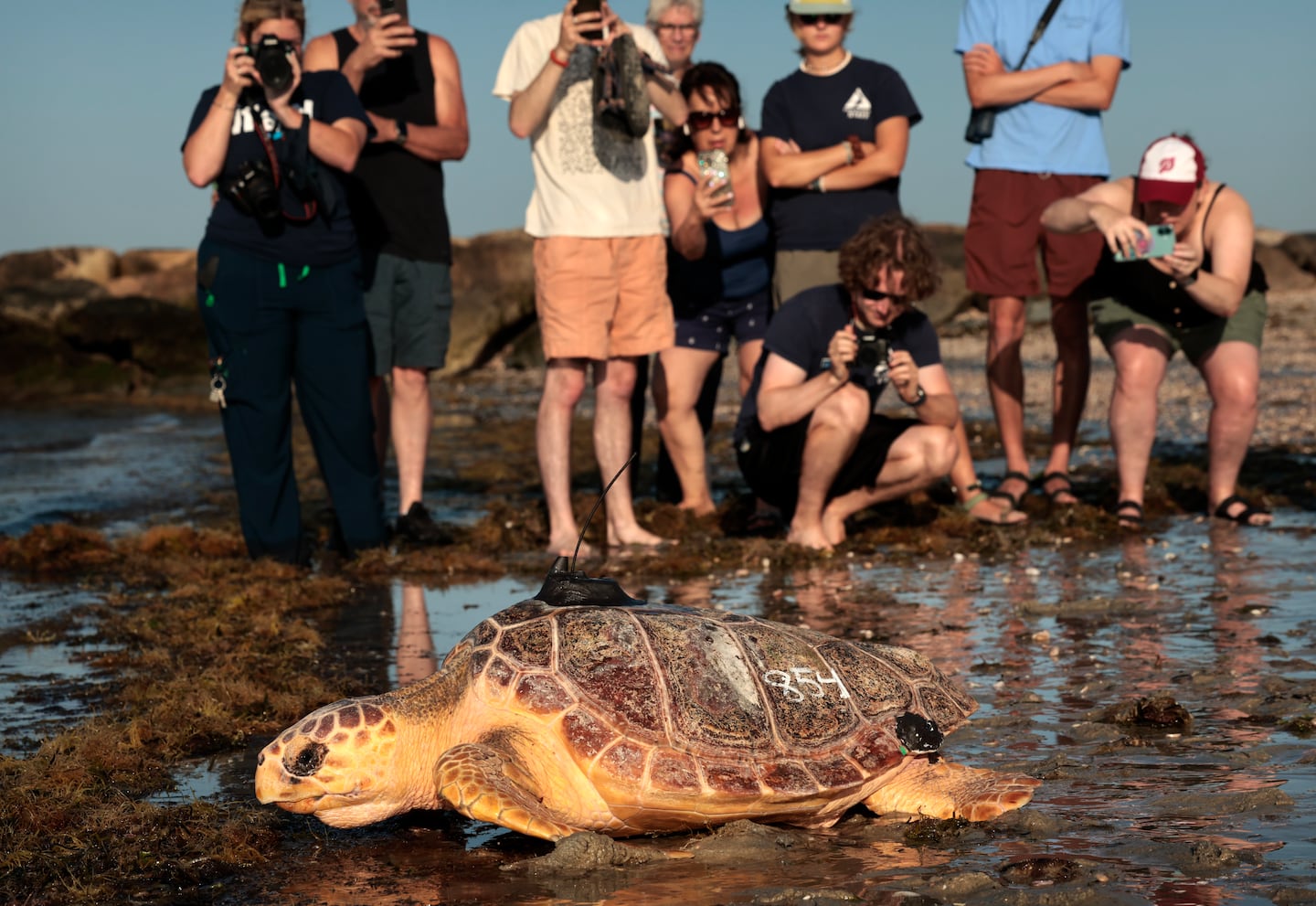 Helen, a loggerhead sea turtle, headed towards the water after being released at West Dennis Beach.