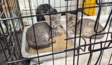 Hundreds of animals up for adoption at Petco Love Florida Mega Pet event at Jacksonville Fairgrounds