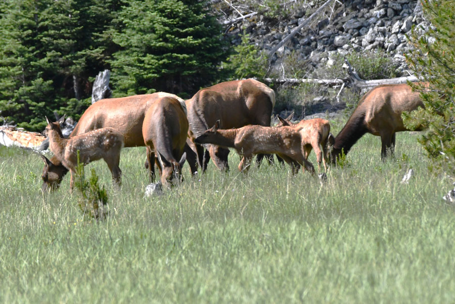 A herd of cow elk with their calves.