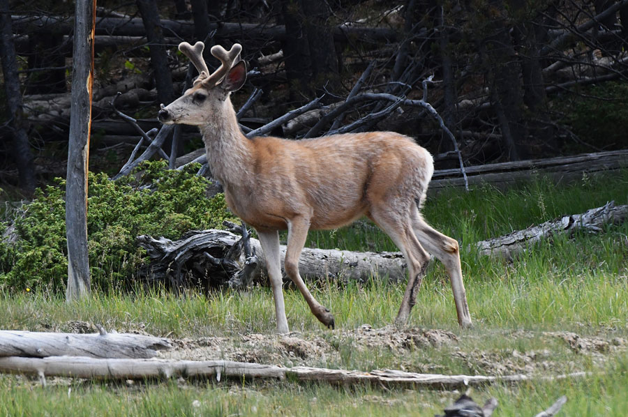 A nice mule deer buck near Madison Junction.