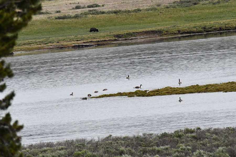 A black wolf near the bank of the Yellowstone River in Hayden Valley.