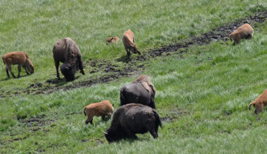 A small herd of bison cows with their calves in Hayden Valley.
